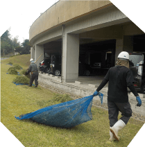 野外で刈った草を集め、袋に入れて運んでいる場面