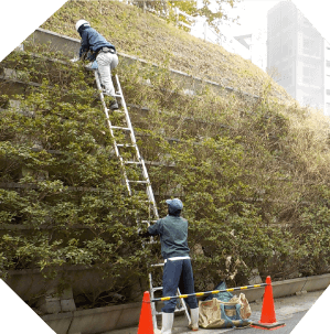 野外の急斜面、梯子を使い2人で高所の草取りなど作業をしている場面