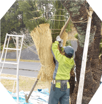 野外でソテツにコモ巻きをし、防寒対策をしている場面